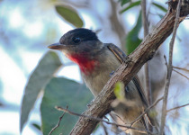 Rose-throated Becard
