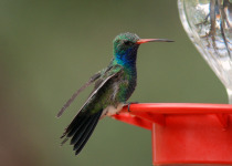 Broad-billed Hummingbird