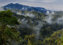 Ecuador Western Forest