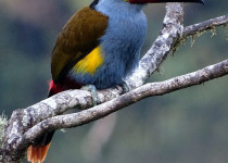 Plate-billed Mountain Toucan