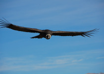 Andean Condor flying
