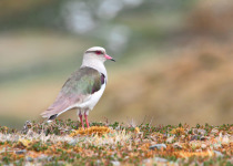 Andean Lapwing