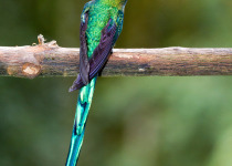 Long-tailed Sylph
