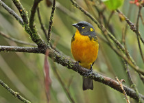 Lacrimose Mountain-tanager (Anisognathus lacrymosus caerulescens) adult perched on a branch, Tapichalaca Lodge, Ecuador