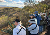 Birding in Southern Mexico