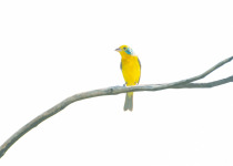 Orange-breasted Bunting