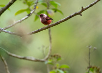 Pink-headed Warbler