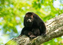 Black Howler monkey