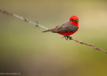 Vermillion Flycatcher