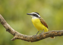 Great Kiskadee
