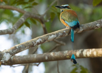 Turquoise-browed Motmot