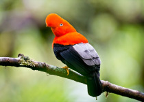 Andean Cock-of-the-rock