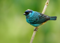 Golden-naped Tanager