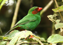 Grass-green Tanager