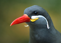 Inca Tern