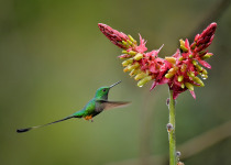 Peruvian Racket-tail