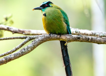 Andean motmot or highland motmot (Momotus aequatorialis), colorful near-passerine bird. Valle Del Cocora, Quindio Department. Wildlife and birdwatching in Colombia