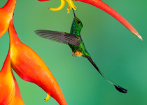 Rufous-booted Racket-tail