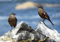 Surf Cinclodes, is a bird endemic to Peru, which lives on the islands, islets and points of Huaneras.