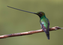 Male Sword-billed Hummingbird