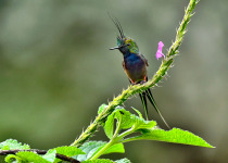 Wire-crested Thorntail