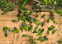 Blue-headed Parrots (Pionus menstruus) at a clay lick in the Peruvian Amazon near Manu National Park. Many species of parrots have been observed eating a specific strata of clay that appears to be able to neutralize alkaloids and other toxins contained in