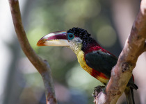 Curl-crested Aracari