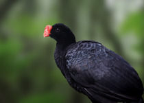 Razor-billed Curassow