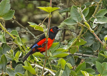 Scarlet-bellied Mountain-tanager