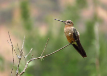 Giant Hummingbird is considered the largest hummingbird in the world and lives in the Peruvian Andes.