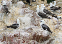 Peruvian Booby