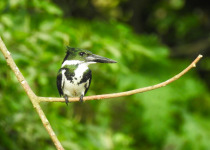 Amazon Kingfisher