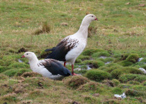 Andean Goose
