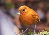 Urubamba Antpitta