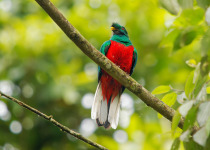 Crested Quetzal