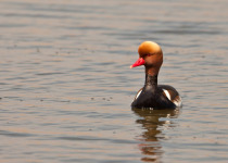 Red-crested Pochard