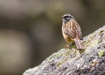 Rock Bunting © Javi Elorriaga