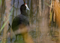 Red-Knobbed Coot © Javi Elorriaga