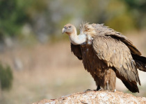 Griffon vulture standing on a rock.