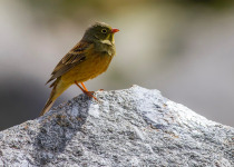 Ortolan bunting in Gredos_Javi