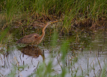 Purple Heron © Javi Elorriaga