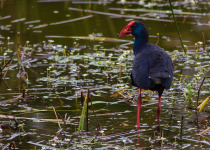 Purple Swamphen © Javi Elorriaga