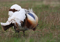 Great Bustard