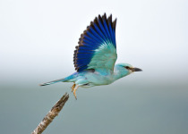 Eurasian Roller taking flight