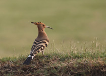 Eurasian Hoopee