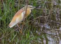 Squaco Heron in Donana