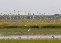 Whiskered Terns in Donana