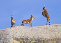 Spanish Ibex © Javi Elorriaga