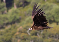 Cinereous Vulture © Javi Elorriaga