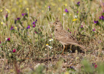 Crested Lark in Donana NP